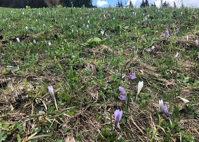 Chalet Beautiful Swiss With Breathtaking Views And A Sauna *