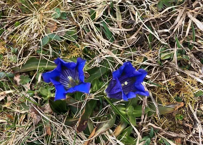 Beautiful Swiss With Breathtaking Views And A Sauna Chalet Riein